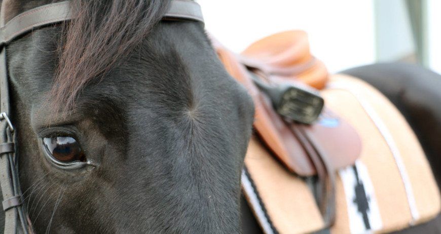 WHY EQUESTRIAN LIFESTYLE?