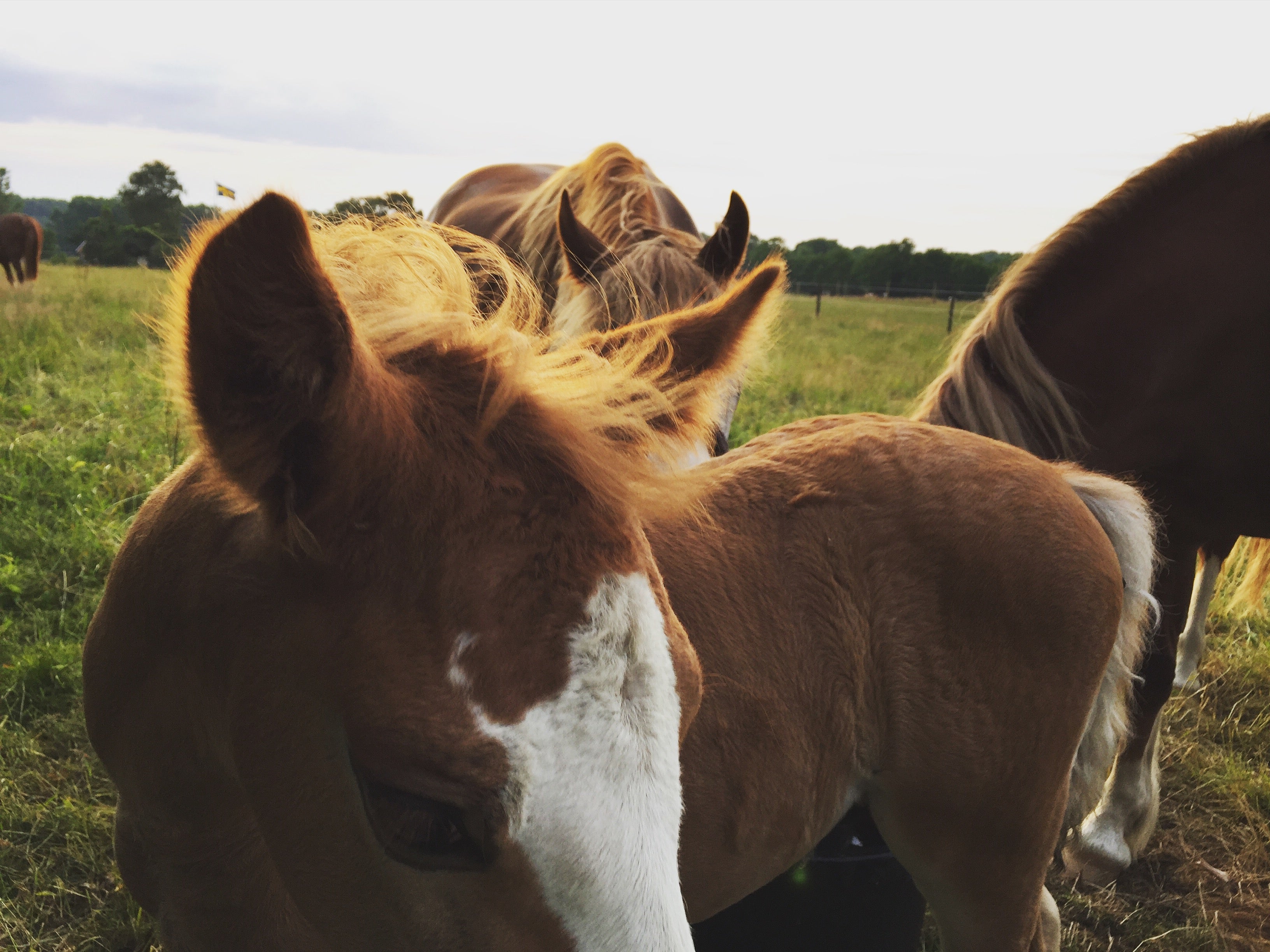 Celebrating Chinese New Year: The Year of the Horse