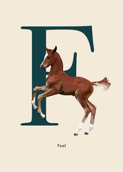 Poster Bokstav F - Foal