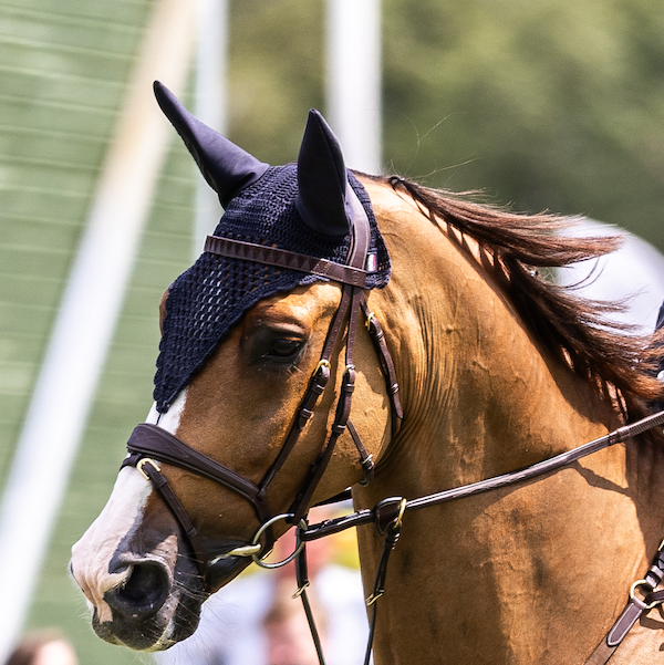 Sharktooth Horse Browband Leather Suede