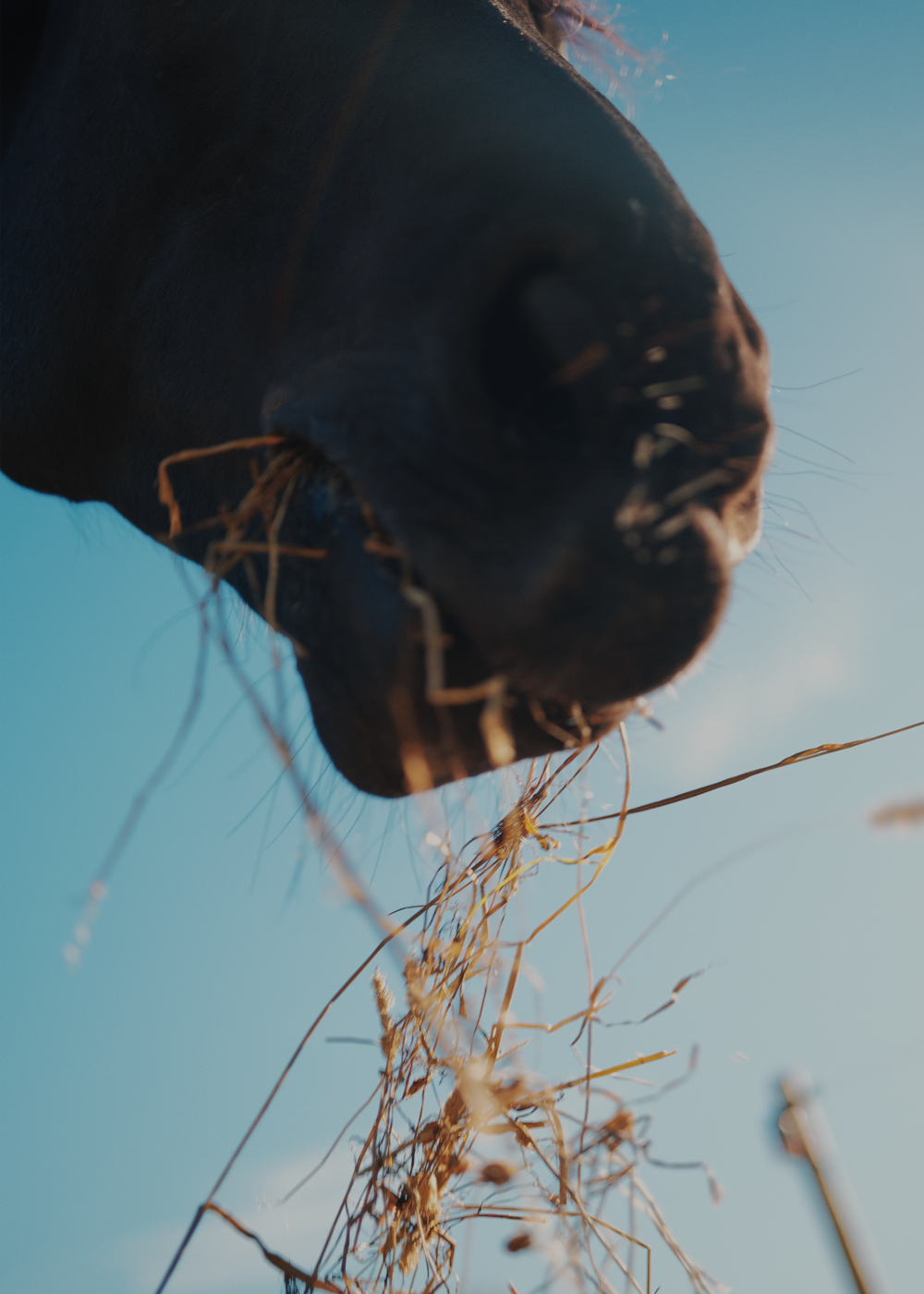 GettheGallop_Equestrian_Lifestyle_13.png