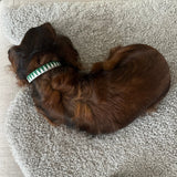 Sharktooth Hundhalsband Läder med flätade band