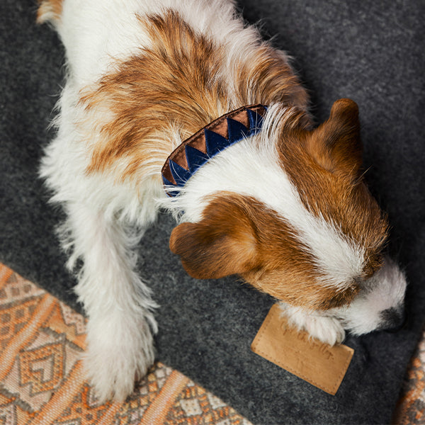 Sharktooth Dog Collar Satin